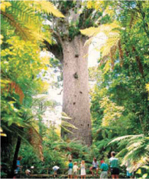 Giant Kauri Tree